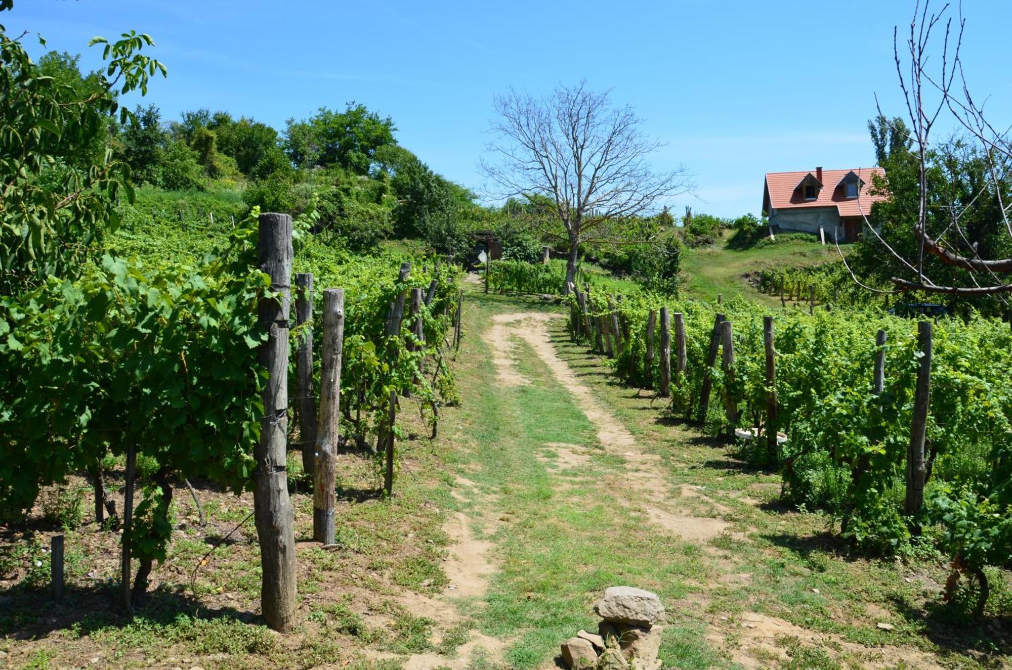 Grand Cru 3. Vendeghaz Villa Hegymagas Luaran gambar
